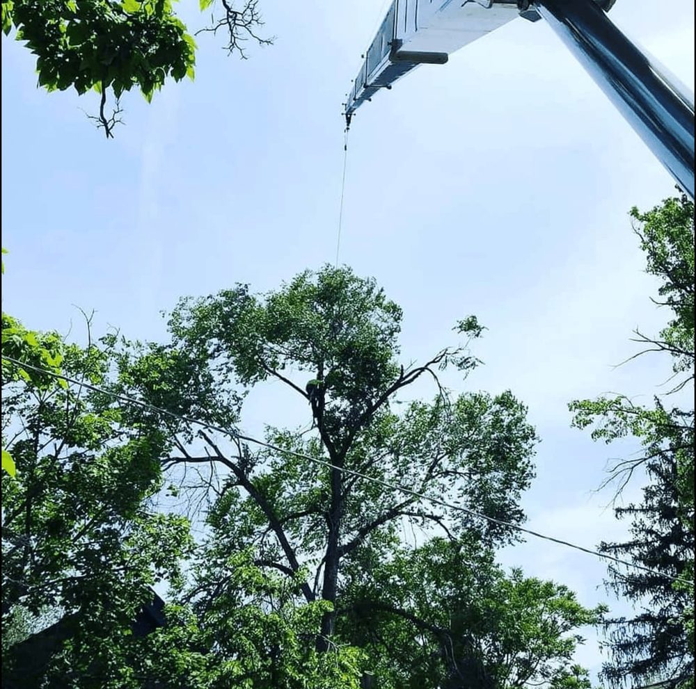 Crane-assisted removal of a large tree against a blue sky in Salt Lake County, Utah