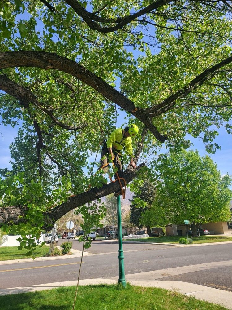 ISA Certified Arborist performing structural pruning on a tree in a Salt Lake City neighborhood