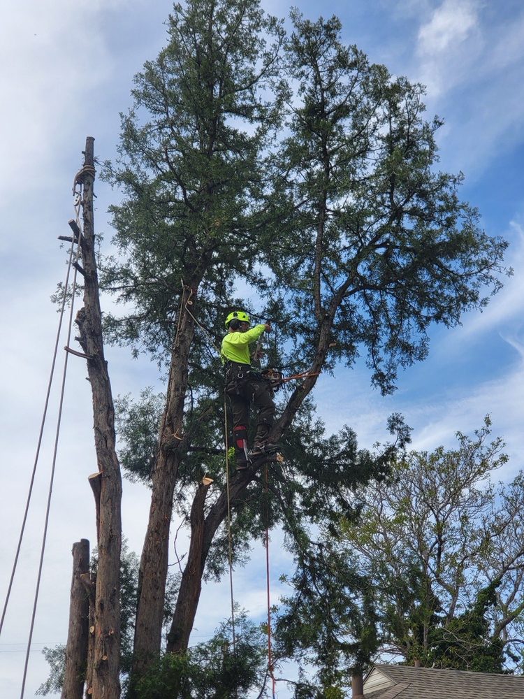 Technical tree removal high in a conifer on a Salt Lake County property